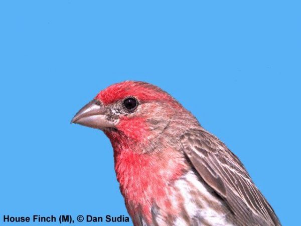 House Finch | Carpodacus mexicanus | female