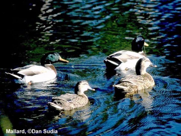 Mallard | Anas platyrhynchos