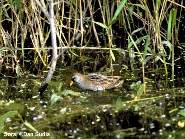 Sora | Porzana carolina