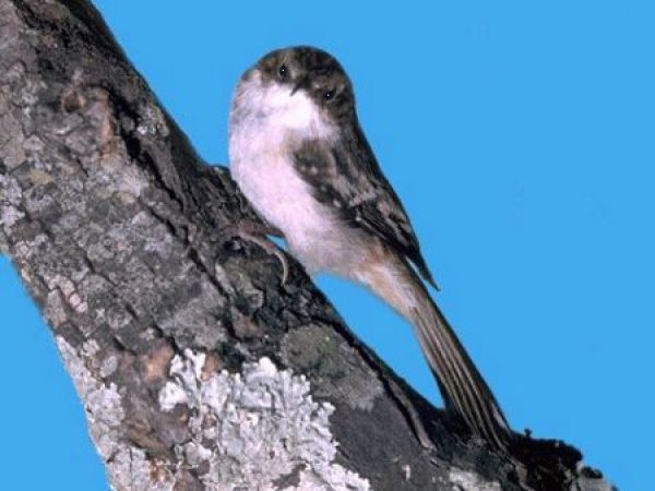 Brown Creeper | Certhia familiaris