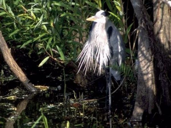 Great Blue Heron | Ardea herodias
