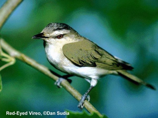 Red-eyed Vireo | Vireo olivaceus