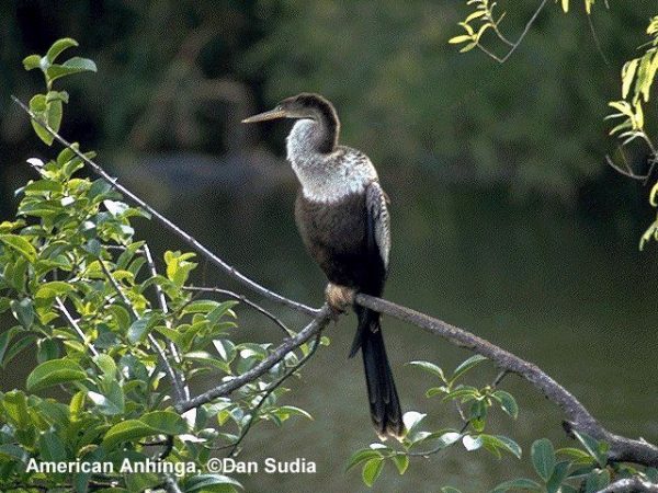 Anhinga | Anhinga anhinga