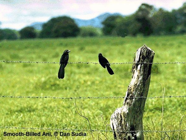 Smooth-billed Ani | Crotophaga ani