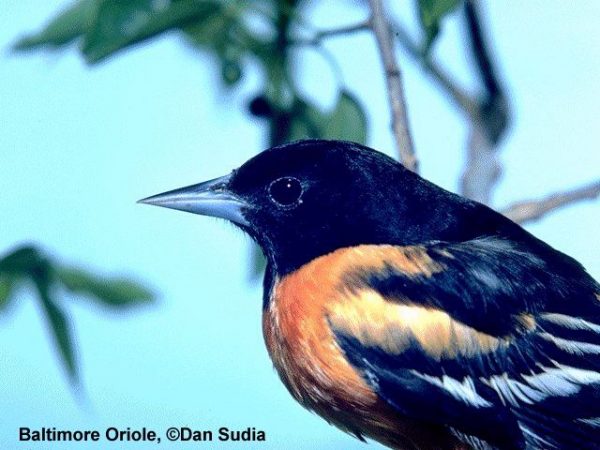 Baltimore Oriole | Icterus galbula | male
