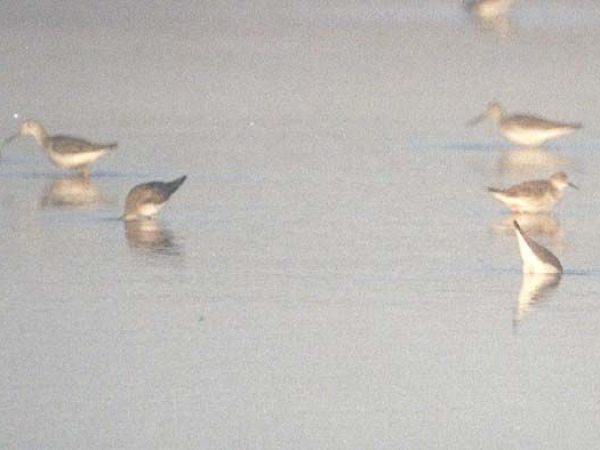 Ruff | Philomachus pugnax