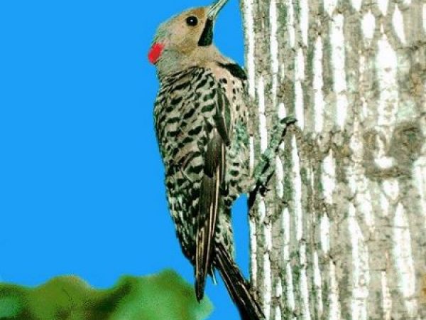 Northern Flicker | Colaptes auratus | yellow-shafted race