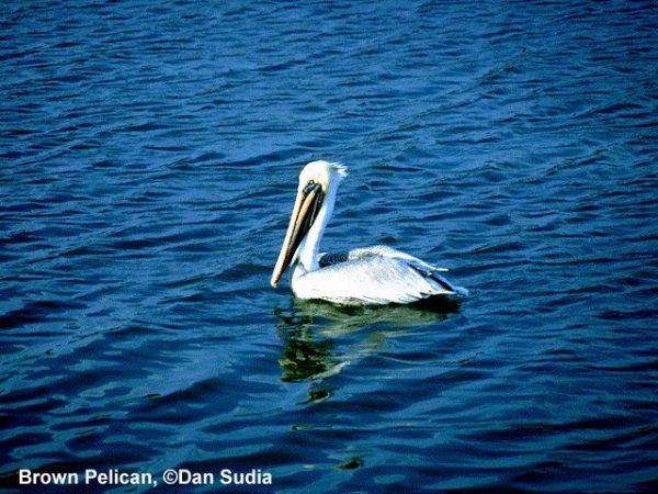 Brown Pelican | Pelecanus occidentalis