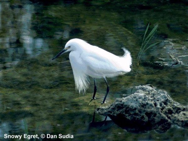 Snowy Egret | Egretta thula