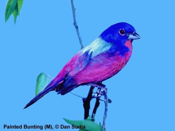 Painted Bunting | Passerina ciris | male