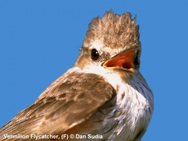 Vermilion Flycatcher | Pyrocephalus rubinus | male (Rare visitor to the southeastern U.S.)