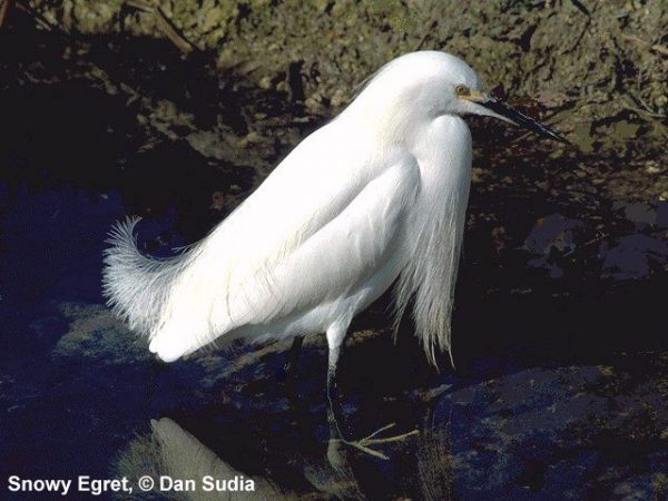Snowy Egret | Egretta thula
