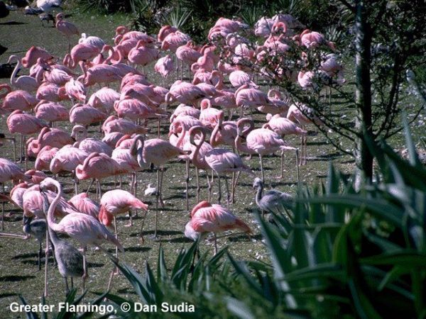 Greater Flamingo | Phoenicopterus ruber