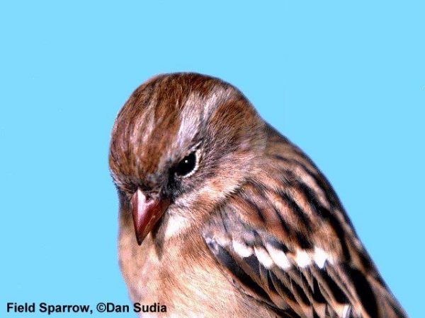 Field Sparrow | Spizella pusilla