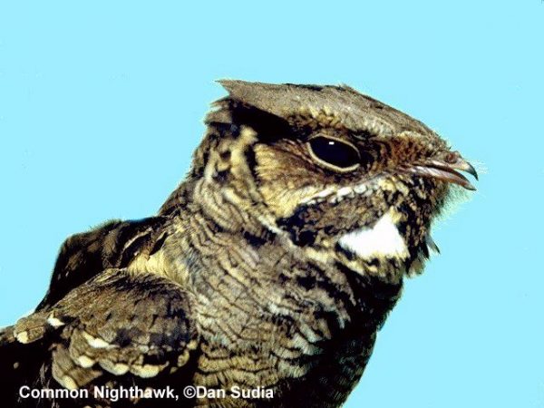 Common Nighthawk | Chordeiles minor