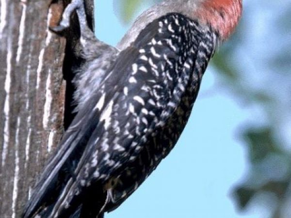 Red-bellied Woodpecker | Melanerpes carolinus