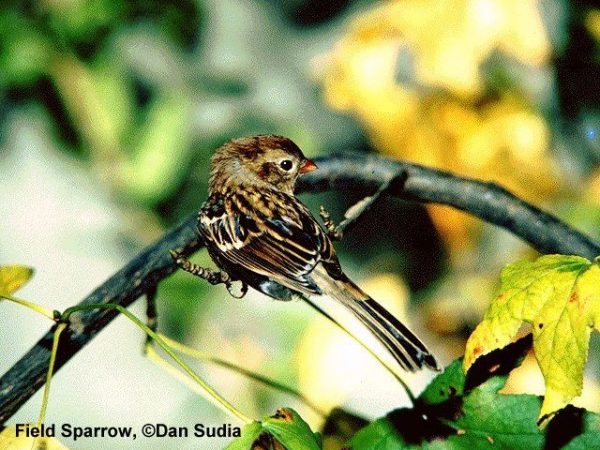 Field Sparrow | Spizella pusilla