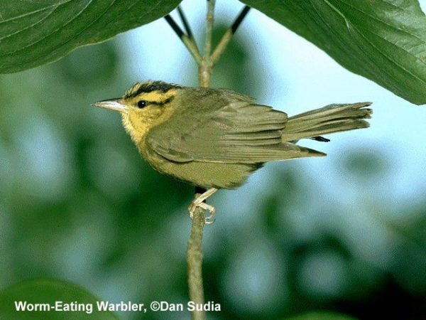 Worm-eating Warbler | Helmitheros vermivoru