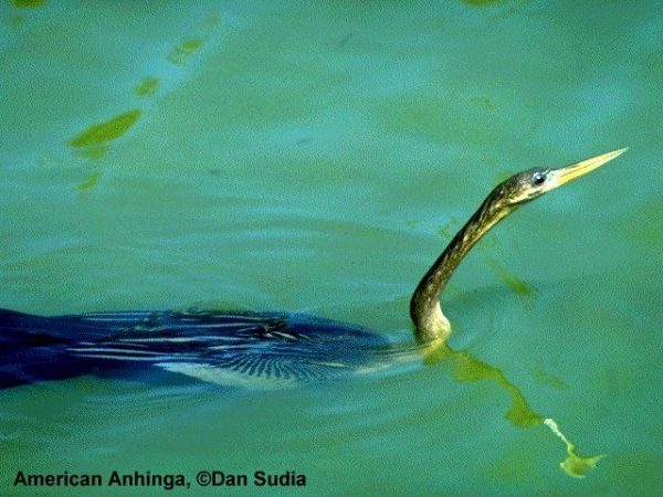 Anhinga | Anhinga anhinga