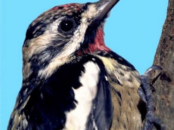 Yellow-bellied Sapsucker | Sphyrapicus varius