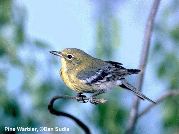 Pine Warbler | Dendroica pinus
