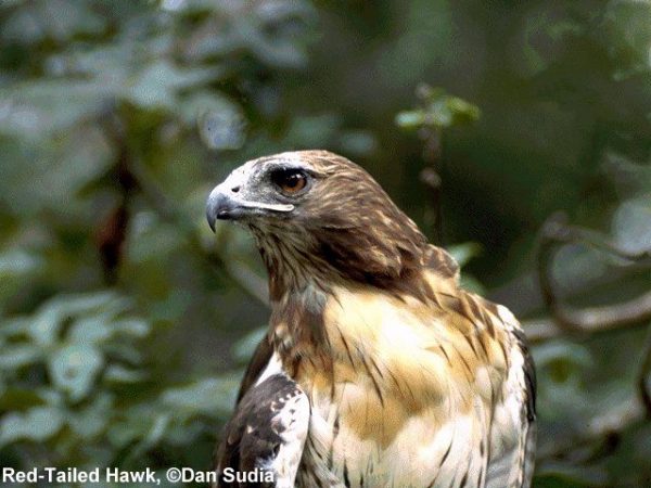 Red-tailed Hawk | Buteo jamaicensis