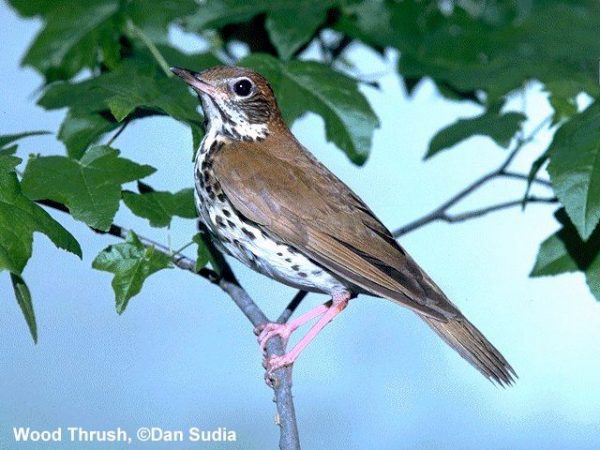 Wood Thrush | Hylocichla mustelina