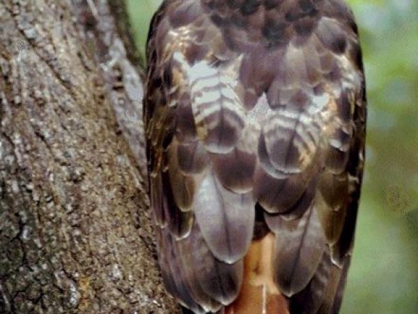 Red-tailed Hawk | Buteo jamaicensis