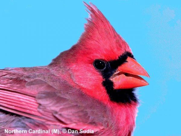 Northern Cardinal | Cardinalis cardinalis | male