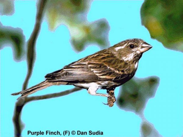 Purple Finch | Carpodacus purpureus | female