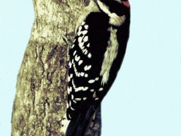 Downy Woodpecker | Picoides pubescens