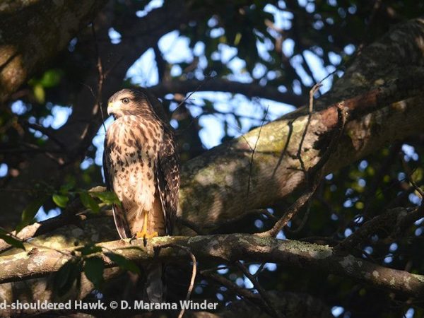 Red-shouldered Hawk | Buteo lineatus