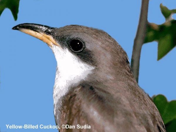 Yellow-billed Cuckoo | Coccyzus americanus