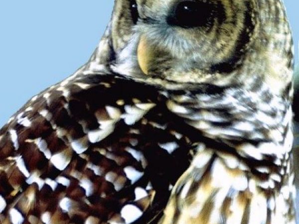 Barred Owl | Strix varia