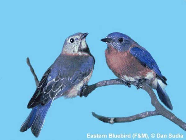 Eastern Bluebird | Sialia sialis