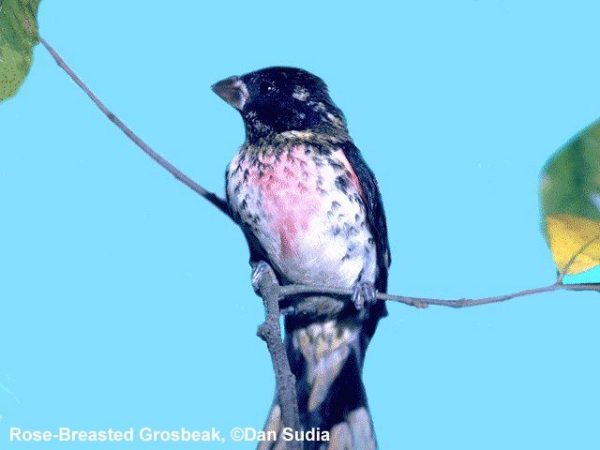 Rose-Breasted Grosbeak | Pheucticus ludovicianus | male