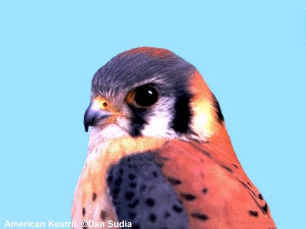 American Kestrel | Falco sparverius