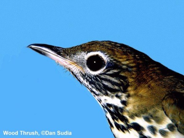 Wood Thrush | Hylocichla mustelina