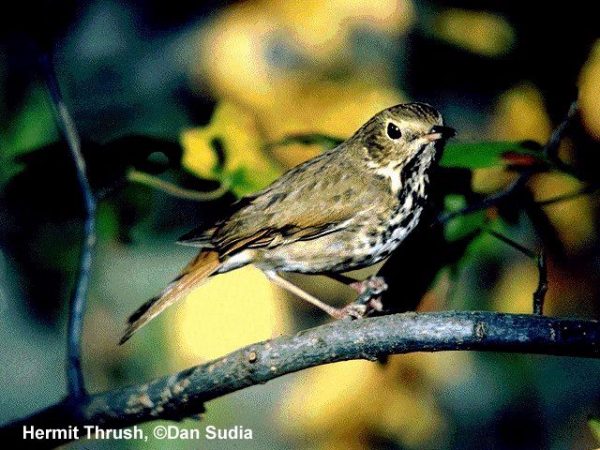 Hermit Thrush | Catharus guttatus