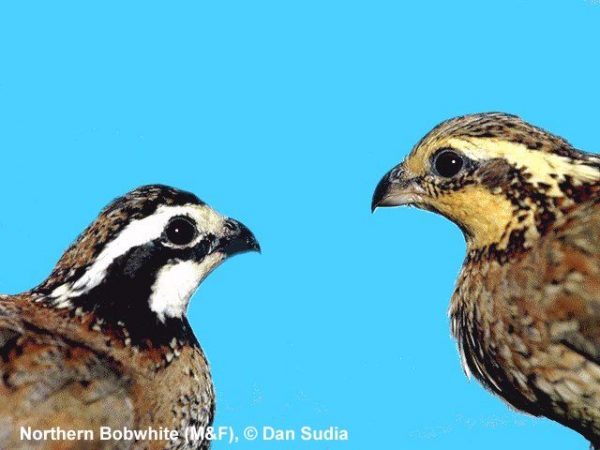 Northern Bobwhite | Colinus virginianus | pair