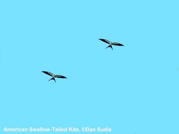Swallow-Tailed Kite | Elanoides forficatus