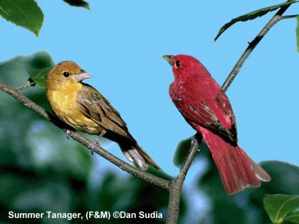 Summer Tanager | Piranga rubra | pair