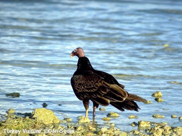 Turkey Vulture | Cathartes aura