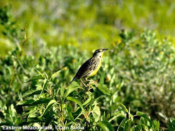 Eastern Meadowlark | Sturnella magna