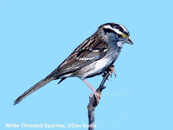 White-throated Sparrow | Zonotrichia albicollis