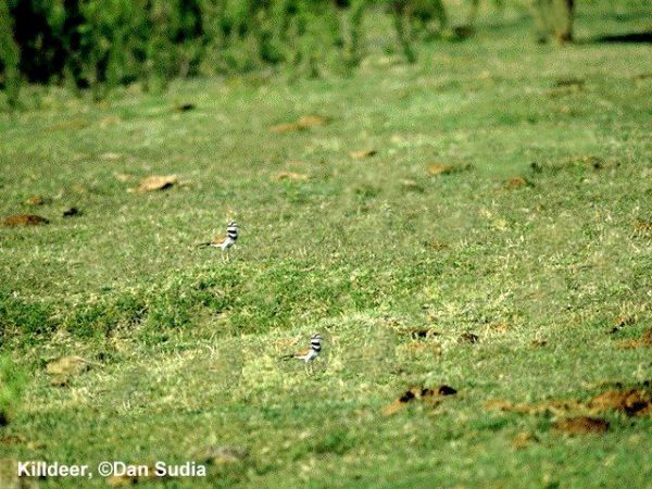 Killdeer | Charadrius vociferus