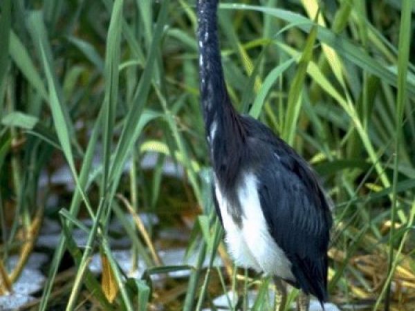 Tricolored Heron | Egretta tricolor