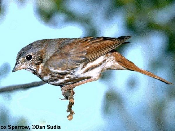 Fox Sparrow | Passerella iliaca