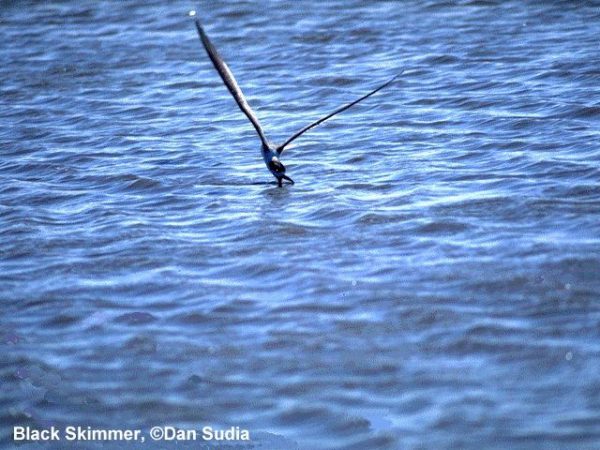 Black Skimmer | Rynchops niger