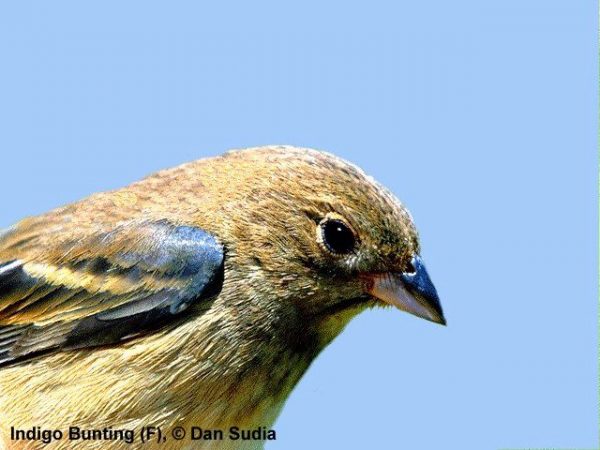 Indigo Bunting | Passerina cyanea, immature or basic plumage male